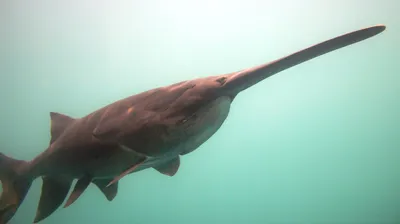 Веслонос, в чем же смысл такой «морды» | Аквариумные рыбки | Дзен