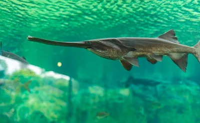 Купить малька веслоноса для зарыбления водоема с доставкой