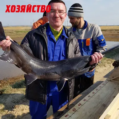 Американского веслоноса начали разводить на Вилейщине