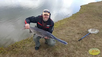 𝐑𝐨𝐦𝐚𝐧 𝐒𝐭𝐞𝐩𝐚𝐧𝐞𝐧𝐤𝐨 on Instagram: \"Довелось недавно поработать  с 🐟 рыбой- веслонос. Что могу сказать, рыба очень интересная и вкусная😋.  Правда хоть она и относится к осетровым, осетр все же однозначно вкуснее! Но