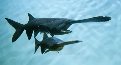 Веслонос - fishstocking.ru