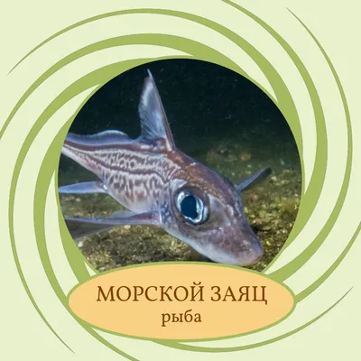 Химера (рыба заяц) 200-600 - Крым-Рыба купить оптом со склада в Крыму -  оптовые цены
