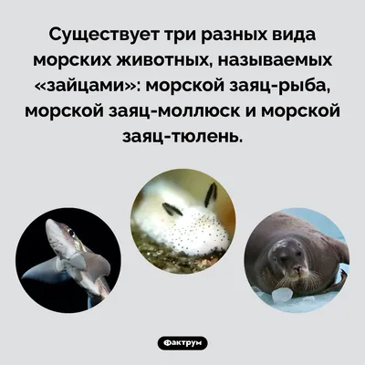 Fish Market on Instagram: \"Рыба-химера, или морской заяц, — настоящая  диковинка среди морских обитателей😍 Рыба ценится за белую нежную структуру  и отсутствие мелких костей🙌🏻 Это весьма удобно при использовании данного  продукта в