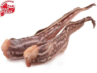 ІКРА🌊РИБА🌊МОРЕПРОДУКТИ on Instagram: \"🐟🌊 НОВИНКА 🌊🐟 ✓ РЫБА - ЗАЯЦ 🐰  ЦЕНА - 110 грн/кг🔥 Удивительное морское создание получило такое название  из-за головы, которая похожа на голову зайца. Эта рыба имеет белое