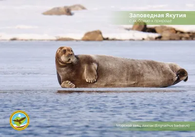 Не пропустите - РЫБА-ЗАЯЦ! А вы... - Новости Пионерского | Facebook