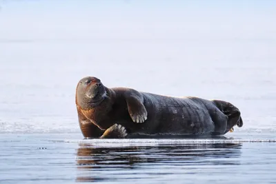 Синяя Пятнистая Колючка (Siganus Corallinus), Также Известная Как  Коралловая Рыба-кролик. Дикие Животные. Фотография, картинки, изображения и  сток-фотография без роялти. Image 56913389