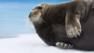 Bearded seal and White sea | Film Studio Aves - YouTube