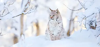 Рысь зимой фото фотографии