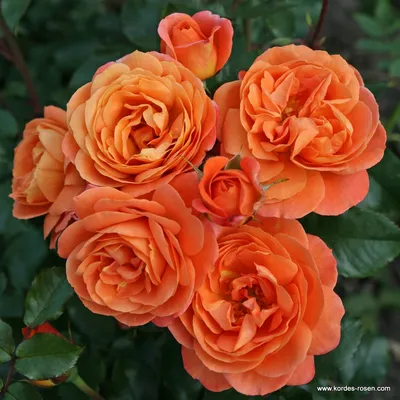 Букет из 7 оранжевых роз - купить в Москве по цене 1190 р - Magic Flower