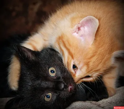 Рыжий кот и черная кошка фотографии