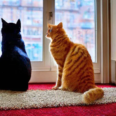 Фото Рыжего кота и черной кошки в высоком разрешении