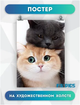 Рыжий кот и черная кошка - фото в формате webp