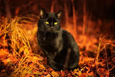 Фото Рыжего кота и черной кошки в webp формате