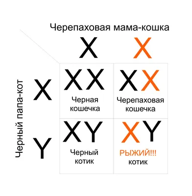 Скачать бесплатно фото Рыжего кота и черной кошки в хорошем качестве