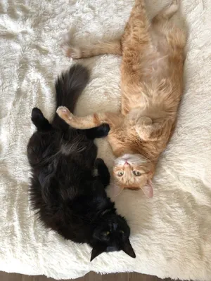 Рыжий кот и черная кошка - фото в хорошем качестве