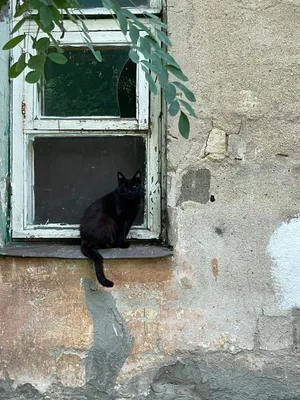 Фото Рыжего кота и черной кошки в стиле рисунка