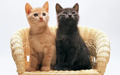 Красивые изображения Рыжего кота и черной кошки