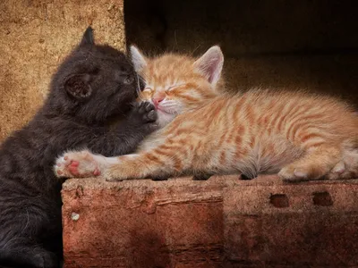 Кошки: Рыжий кот и черная кошка