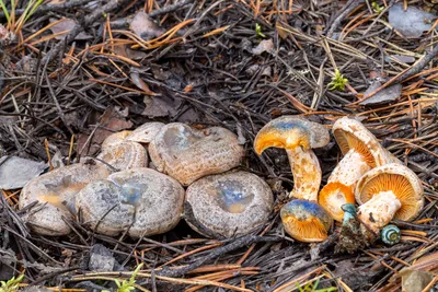 Что мы знаем о рыжиках. Интересные факты об этих замечательных грибах. |  грибной критик | Дзен