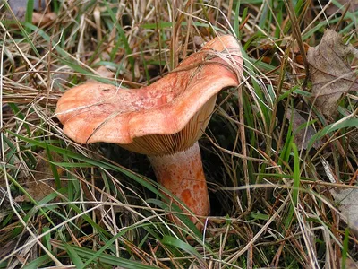 Рыжик неяркий (Lactarius quieticolor) – Грибы Сибири