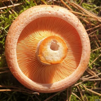 Рыжик сосновый (Lactarius deliciosus). Фото на сайте \"Грибы: информация и  фотографии\"