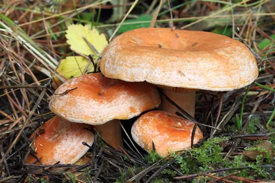 Рыжик (Рыжик настоящий) (Lactarius deliciosus) | Дикие грибы, Грибы, Природа