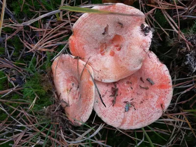 Гриб Рыжик настоящий Lactarius deliciosus - купить мицелий грибов в  интернет-магазине