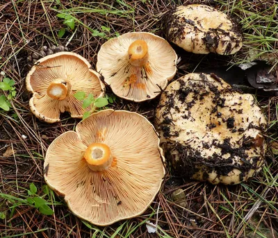 Рыжики - золотая коллеция наших лесов (прояснение млечников, часть VIII) |  Это грибы! | Дзен