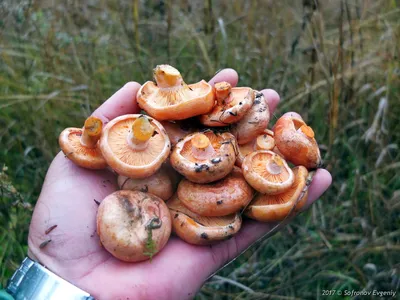 Рыжик сосновый (Lactarius deliciosus). Фото на сайте \"Грибы: информация и  фотографии\"