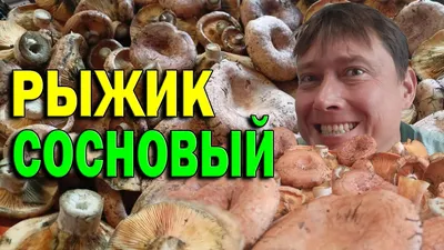 Рыжик сосновый (настоящий), Lactarius deliciosus - Грибы Средней Полосы