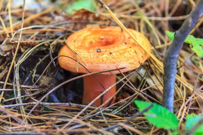 Рыжик сосновый (настоящий), Lactarius deliciosus - Грибы Средней Полосы