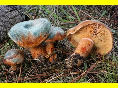 Грибы Лесные Рыжики - «Лесной рыжик - царский гриб. Где и как искать  рыжики? Засолка рыжиков. Суп и жареные с картошкой рыжики. » | отзывы