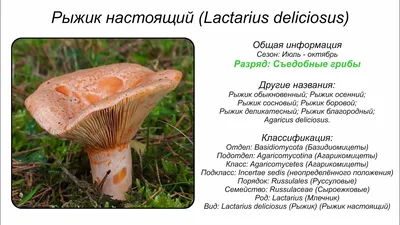 Рыжик сосновый (lactarius deliciosus) как выглядит и где растет? Начинающим  грибникам на заметку. - YouTube
