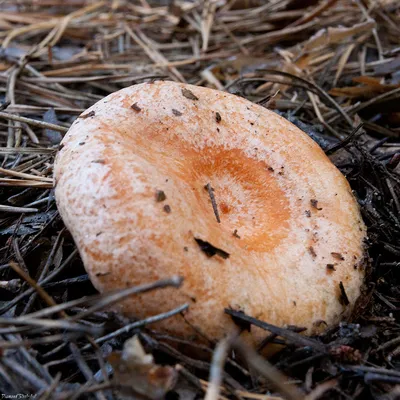 Фотокаталог грибов: Рыжик настоящий (Lactarius deliciosus)