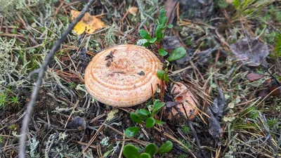 Мицелий Рыжика обыкновенного / Рыжик настоящий (Lactarius deliciosus)