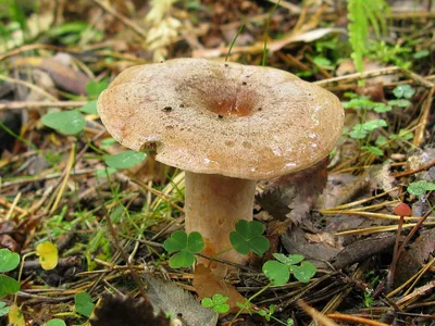 Lactarius deterrimus, Рыжик еловый