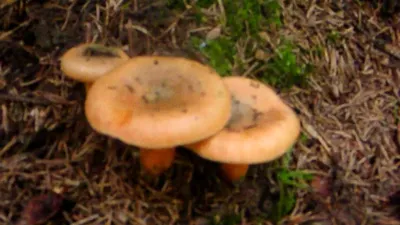 Рыжик сосновый (Lactarius deliciosus var.pini). Как выглядит гриб на месте  произрастания. - YouTube
