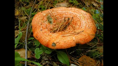 Рыжик, крышка молока шафрана, гриб гриба красной сосны растя в лесе осени  Стоковое Изображение - изображение насчитывающей кухня, сезон: 132741953
