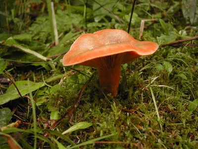 Рыжик настоящий (Lactarius deliciosus) фотографии, видео и истории