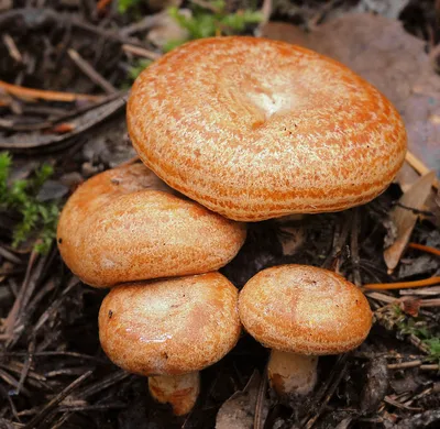 Рыжик сосновый (настоящий), Lactarius deliciosus - Грибы Средней Полосы