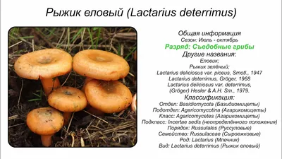 Рыжик сосновый (Lactarius deliciosus). Фото на сайте \"Грибы: информация и  фотографии\"