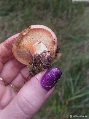 Доброе утро! Вот такое чудо нашла, но один ... Это - Рыжик полукрасный  (Lactarius semisanguifluus), Рыжик красный сосновый, Рыжик… | Instagram