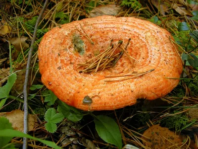 Вячеслав Степанов: Грибы Калужской области - Рыжик настоящий (Lactarius  deliciosus)