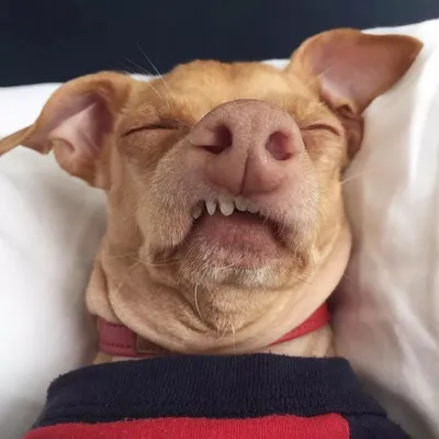 смешное фото удивленной собаки: 2 тыс изображений найдено в  Яндекс.Картинках | Funny dogs, Cute wild animals, Cute cats and dogs