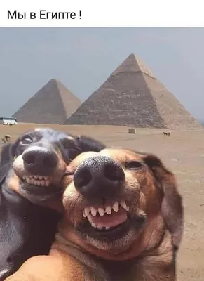 Первый пин | Memes de perros graciosos, Imagenes de perros graciosos, Fotos  de animales graciosos