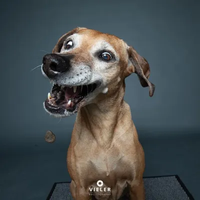 Смешные фото собак ловящих еду в воздухе | Парад Животных | Дзен