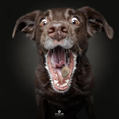 Они умеют улыбаться: 50 забавных фото собак, которые сделают ваш день | WDAY
