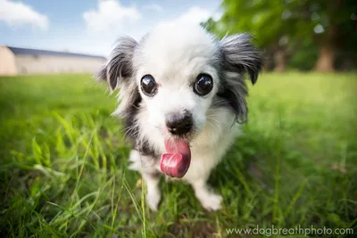 Пин от пользователя Gayathri Ramachandran на доске Canine Love | Смешные  морды собак, Смешные фото собак, Сумасшедшая собака