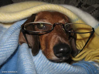 Мемы про собак: подборка смешных картинок из интернета