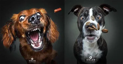 Самые забавные фото собак из Instagram | WMJ.ru